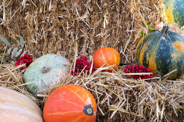 Diferentes abóboras outonais, palha e bagas de sorveira. Celebração de Ação de Graças e Halloween. Decoração sazonal tradicional.