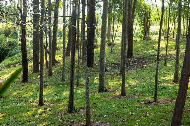 Diferentes árboles en el parque de Asia