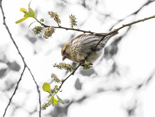 las diferentes aves como gorriones