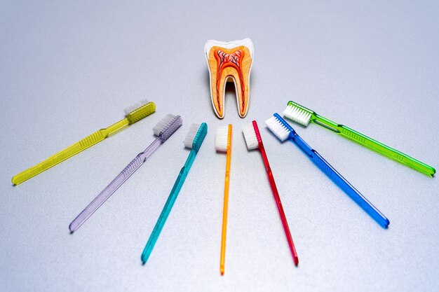 Diferentes cepillos de dientes de colores se encuentran alrededor del modelo educativo de los dientes.