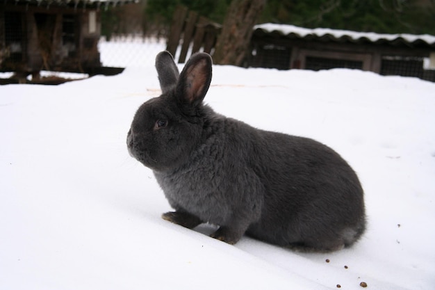 Diferentes coelhos domésticos na fazenda, no inverno, na neve