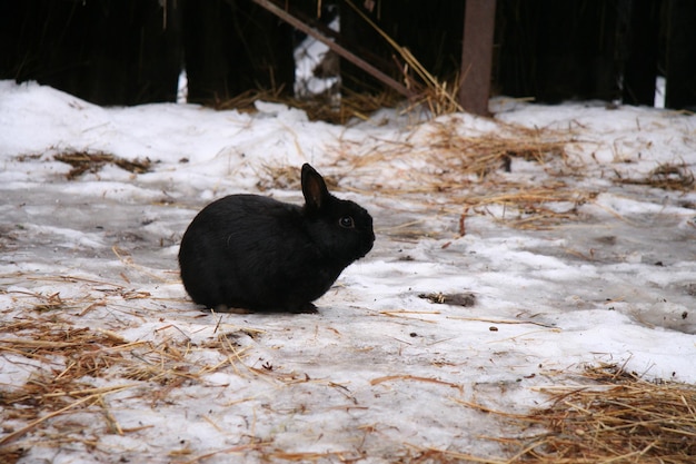 Diferentes coelhos domésticos na fazenda, no inverno, na neve