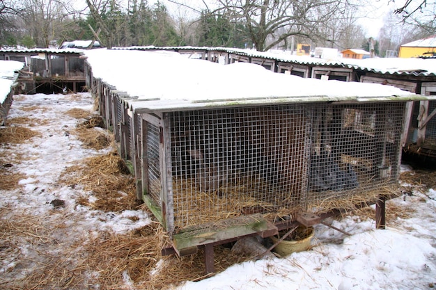 Diferentes coelhos domésticos na fazenda, no inverno, na neve