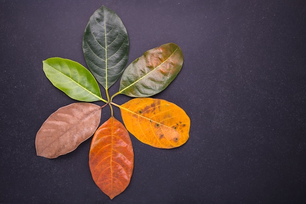 Diferentes colores y la edad de las hojas de las hojas del árbol de jackfruit