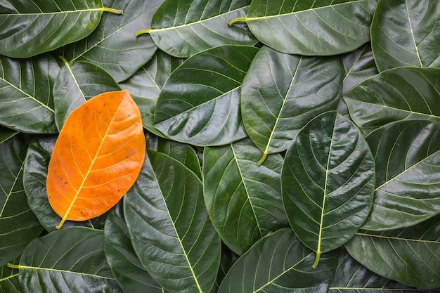 Diferentes colores y la edad de las hojas de las hojas del árbol de jackfruit