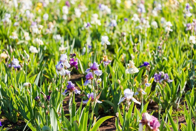 Diferentes colores de iris en jardín floreciente a principios de junio.