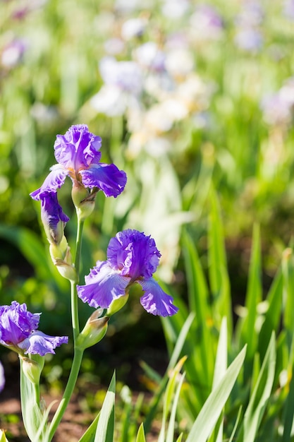 Diferentes colores de iris en jardín floreciente a principios de junio.