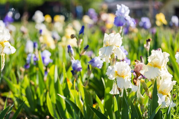 Diferentes colores de iris en jardín floreciente a principios de junio.