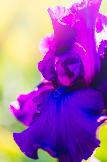 Diferentes colores de iris en jardín floreciente a principios de junio.