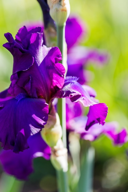 Diferentes colores de iris en jardín floreciente a principios de junio.