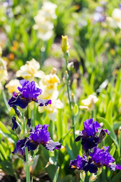 Diferentes colores de iris en jardín floreciente a principios de junio.