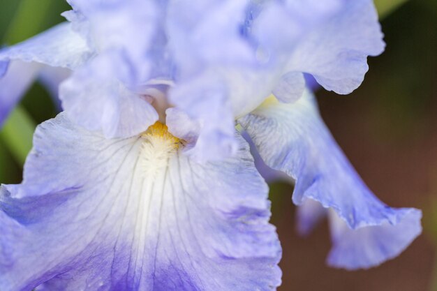 Diferentes colores de iris en jardín floreciente a principios de junio.