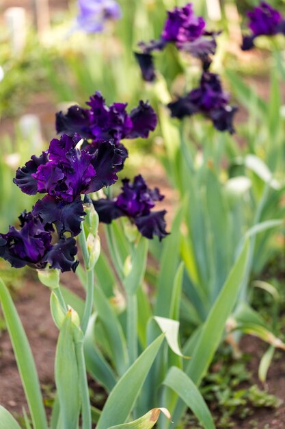 Diferentes colores de iris en jardín floreciente a principios de junio.