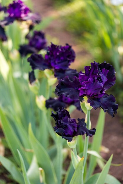 Diferentes colores de iris en jardín floreciente a principios de junio.