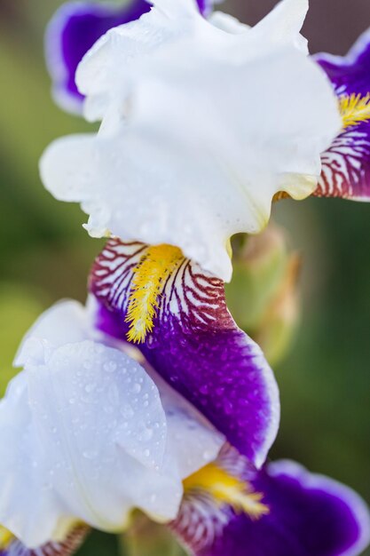 Diferentes colores de iris en jardín floreciente a principios de junio.