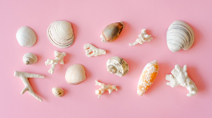 Foto diferentes conchas brancas e corais em fundo rosa