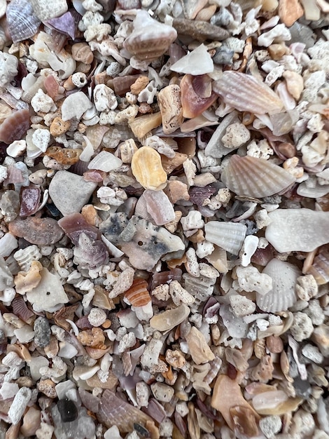 Diferentes conchas na praia de areia da Tailândia