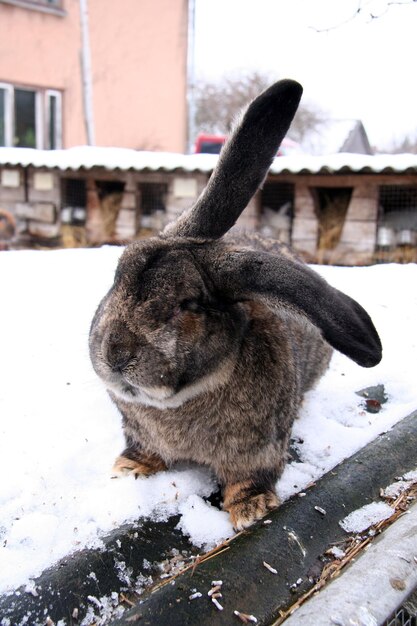 Diferentes conejos domésticos en la granja, en invierno, en la nieve.