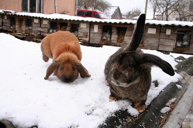 Diferentes conejos domésticos en la granja, en invierno, en la nieve.