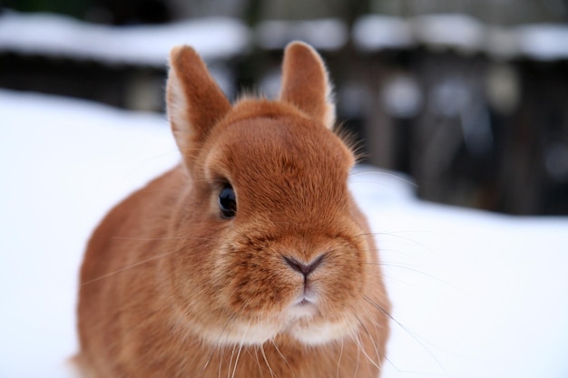 Diferentes conejos domésticos en la granja, en invierno, en la nieve.