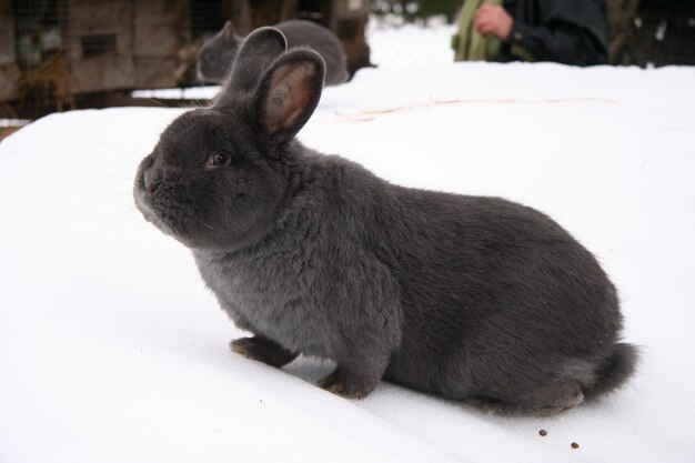 Diferentes conejos domésticos en la granja, en invierno, en la nieve.