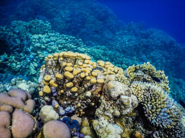 Diferentes corais ao mergulhar na água do mar clara no Egito