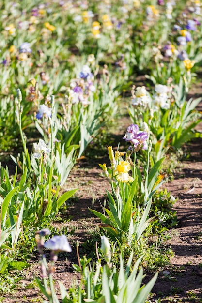 Diferentes cores de íris no jardim florido no início de junho.