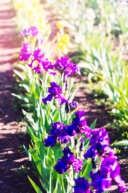 Diferentes cores de íris no jardim florido no início de junho.