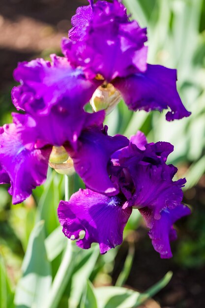 Diferentes cores de íris no jardim florido no início de junho.