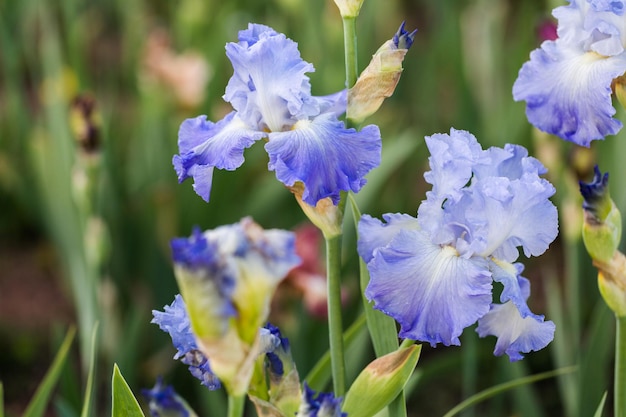 Diferentes cores de íris no jardim florido no início de junho.