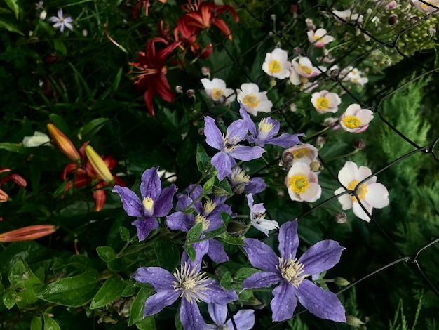 Diferentes flores de verão no jardim após a chuva