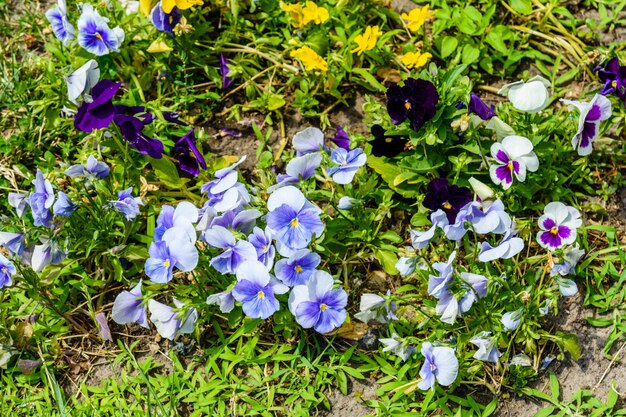 Diferentes flores de viola em um canteiro de flores em um jardim