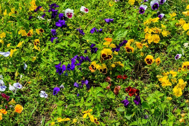 Diferentes flores de viola em um canteiro de flores em um jardim