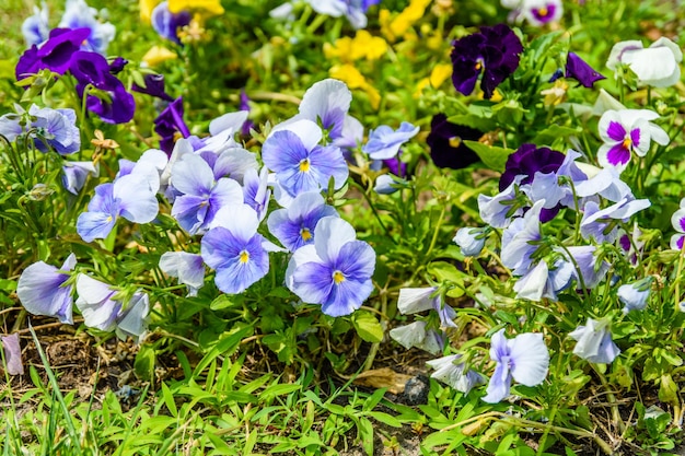 Diferentes flores de viola em um canteiro de flores em um jardim