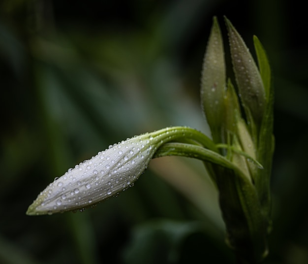 Diferentes formas e texturas após um dia chuvoso na minha pequena natureza