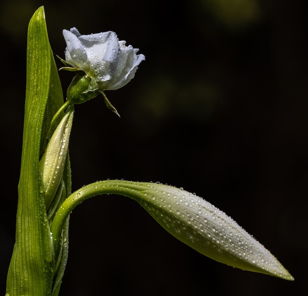 Diferentes formas y texturas después de un día lluvioso en mi pequeña naturaleza.