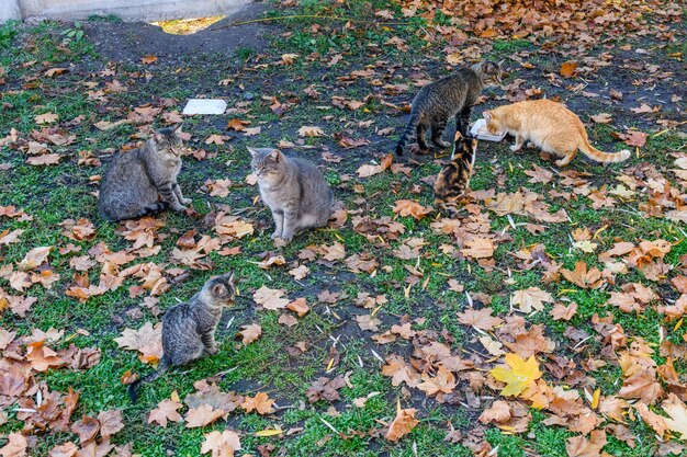 Diferentes gatos sin hogar en un parque de la ciudad en otoño