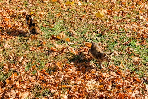 Diferentes gatos sin hogar en un parque de la ciudad en otoño