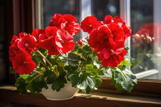 Diferentes hermosas flores en macetas en el alféizar de la ventana en el interior