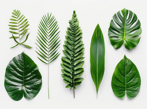 Diferentes hojas tropicales sobre un fondo blanco