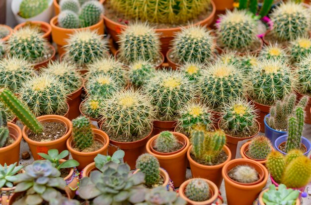 Diferentes macetas de cactus y macetas suculentas a la venta en el mercado