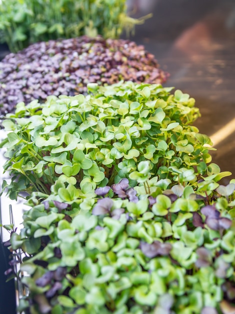 Foto diferentes microgreens-1. brotes de rábano rojo y verde de sango, brotes de col roja