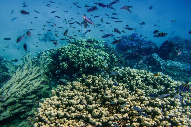 diferentes peces en el arrecife de coral en aguas claras en Egipto