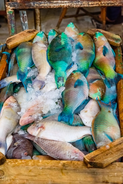 Diferentes pescados en el mercado de pescado en una ciudad de Hurghada Egipto