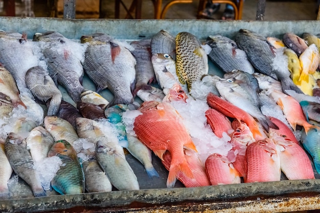 Diferentes pescados en el mercado de pescado en una ciudad de Hurghada Egipto