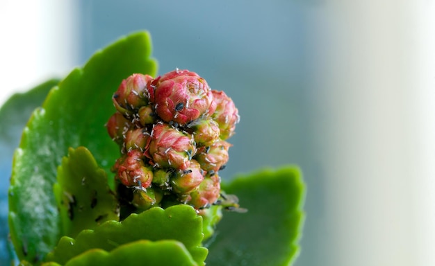 Foto diferentes plagas en los brotes de una planta suculenta