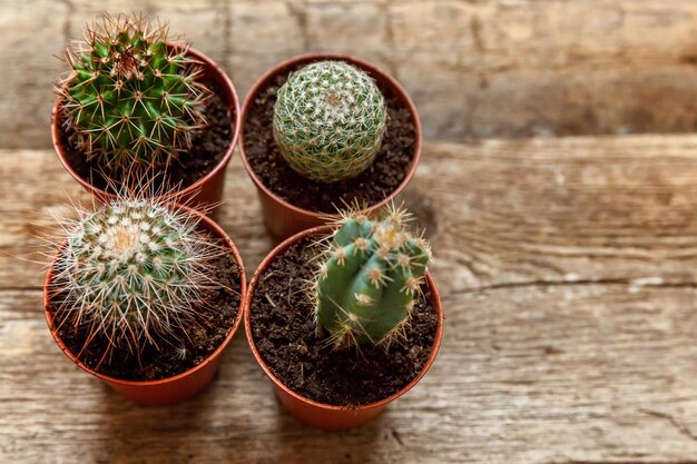 Diferentes plantas de cactus sobre fondo de madera Decoración del hogar en estilo escandinavo floricultura concepto de hobby de plantas de interior