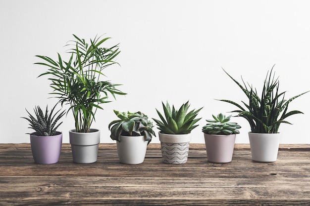 Diferentes plantas caseras en la mesa de madera vieja