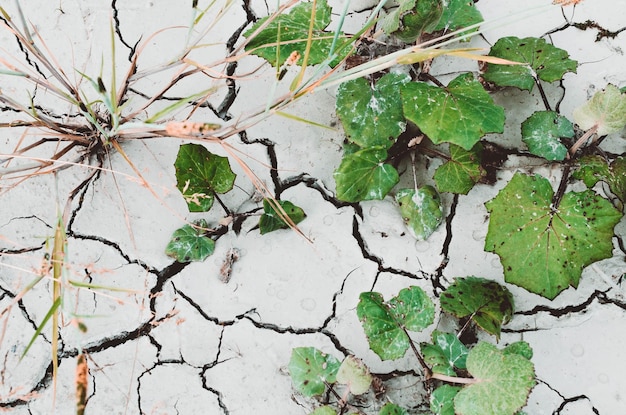 Diferentes plantas e grama seca em solo argiloso rachado seco