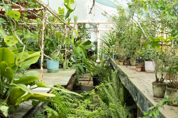 Diferentes plantas em vasos em estufa